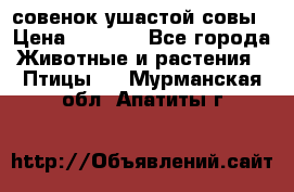 совенок ушастой совы › Цена ­ 5 000 - Все города Животные и растения » Птицы   . Мурманская обл.,Апатиты г.